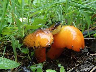 grzyby na Orawie, grzyby w lipcu, lipcowe grzybobranie, Wilgotnica czerniejąca Hygrocybe nigrescens, borowik ceglastopory Boletus luridoformis, muchomor czerwieniejący Amanita rubescens, muchomor czerwony Amanita muscaria, borowik szlachetny boletus edulis, Borowik górski Boletus subappendiculatus