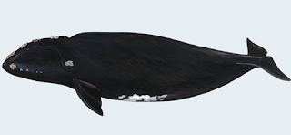 North Pacific Right Whale, Eubalaena japonica