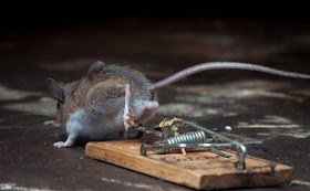 Mouse and cheese in a mousetrap, Paul Turton, mouse photos