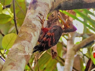 Orange Back Woodpecker