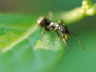 Ants Wallpaper
