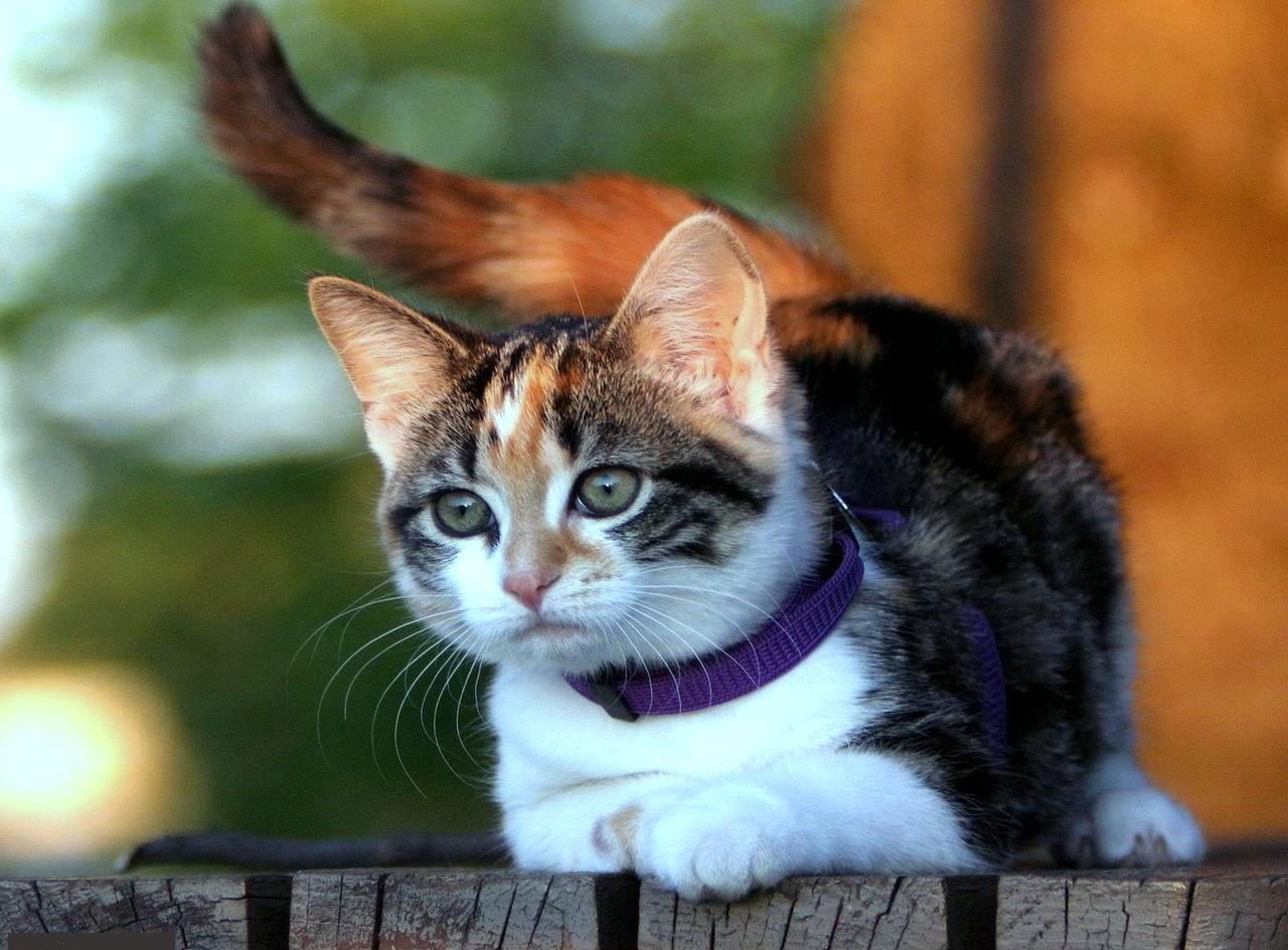  Gambar  Kucing  Imut dan Lucu Kumpulan Gambar 