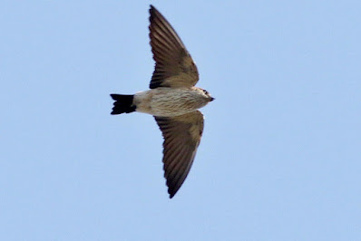 Red-rumped Swallow