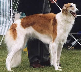 borzoi dog pets hound wallpaper photo