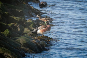 American Wigeons