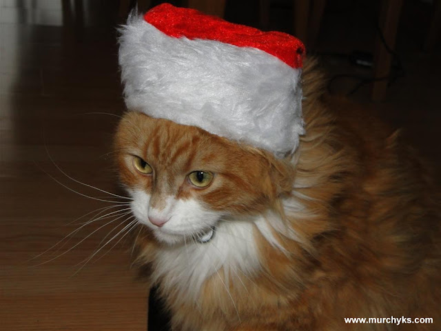 Murchyk the Cat being a Santa Claus