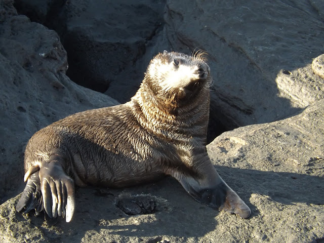 Isla Santiago, Galápagos