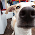 The Best Dog Cameras to Buy