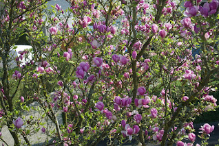 Magnolia, petit arbre, arbre printemps, arbres de jardin,