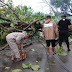 Gerak Cepat, Babinsa Bantu Evakuasi Pohon Tumbang di Ruas Jalan Sumberlawang-Gabugan