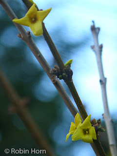 Forsythia Branch starting to Bloom