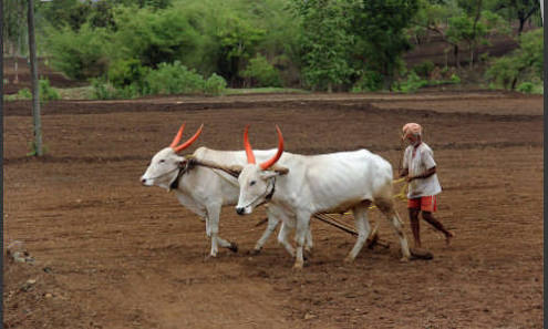 रायगडात खरिपाची पेरणी ८ , ८०० हेक्टर क्षेत्रात होणार भाताची लागवड 