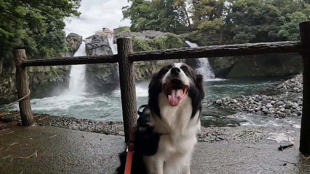 保護犬 ボーダーコリー トーマ 裾野市中央公園 五竜の滝