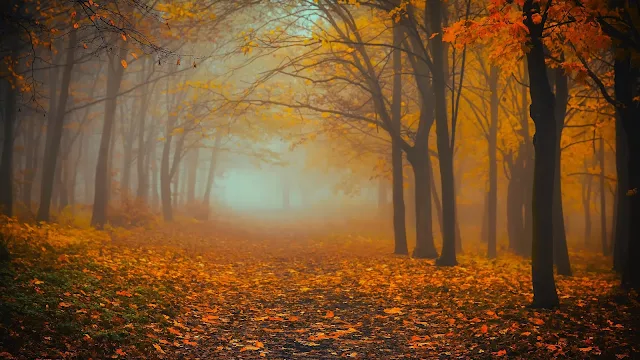 Autumn, Forest, Fog, Foliage