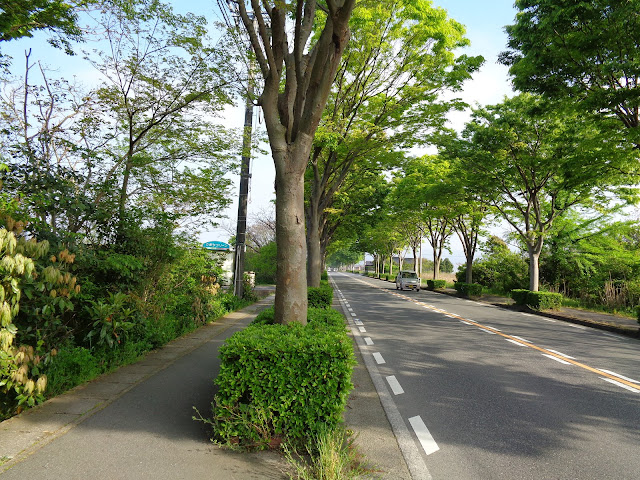内浜産業道路のケヤキの街路樹