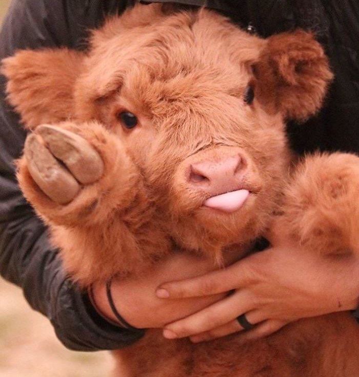 22 Adorable Highland Calves That Made Us Smile Today