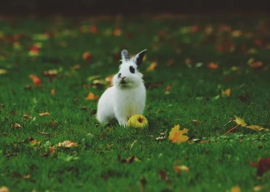 easter-bunny-pictures-hd-images-photo-whatsapp-status-dp