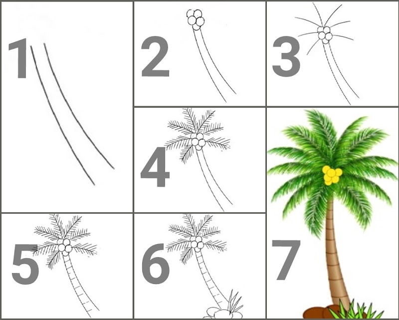 20+ Cara Menggambar Pohon Kelapa, Konsep Spesial!