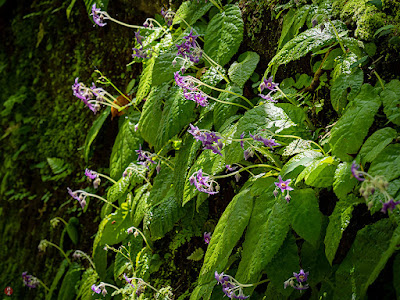 Iwatabako (Conandron ramondioides) flowers: Engaku-ji