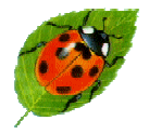 graphics-ladybug-605780