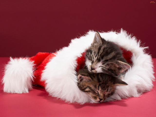 Kitty Christmas Kittens Wallpaper free Download HD 