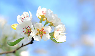 https://wendysjigsawpuzzles.blogspot.com/p/apple-blossoms.html