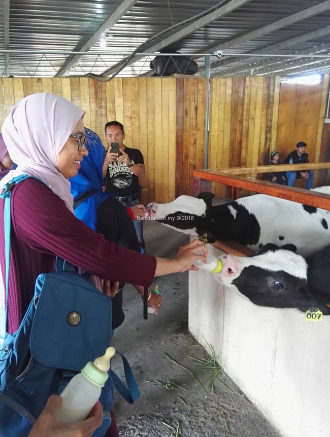 anak lembu hisap susu botol di dairy farm kundasang