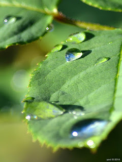 leaf droplets