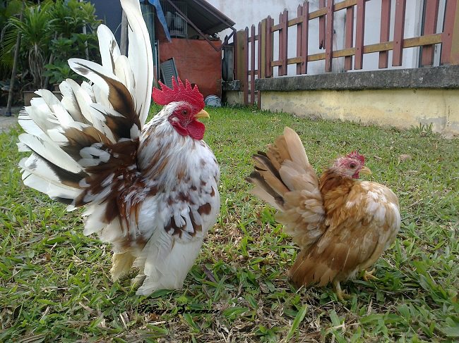 indukan dan jago ayam serama