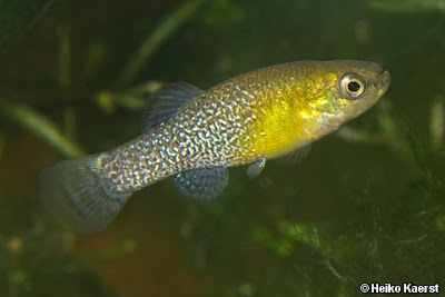 Afanius sahariano (Aphanius saourensis