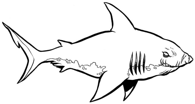 Halaman belajar mewarnai  gambar  binatang ikan  hiu