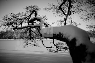 Śnieżna zima: fotografia czarno-biała/Snowy winter: black and white photography