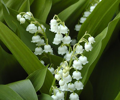 Lily of the valley. Lilacs, hardy geranium and lilly of the valley are all