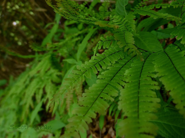 Adiantum pedatum