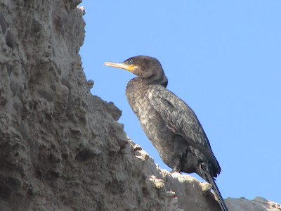 aves de la costa atlántica