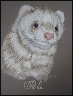 dessin de furet