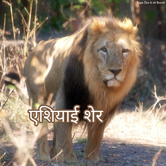 गुजरात का राज्य पशु "एशियाई शेर" || State Animal of Gujrat "Asiatic Lion"