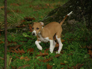 Italian Greyhound Dog