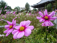 本堂をバックにコスモスの花、あれ～写真を撮っていた！