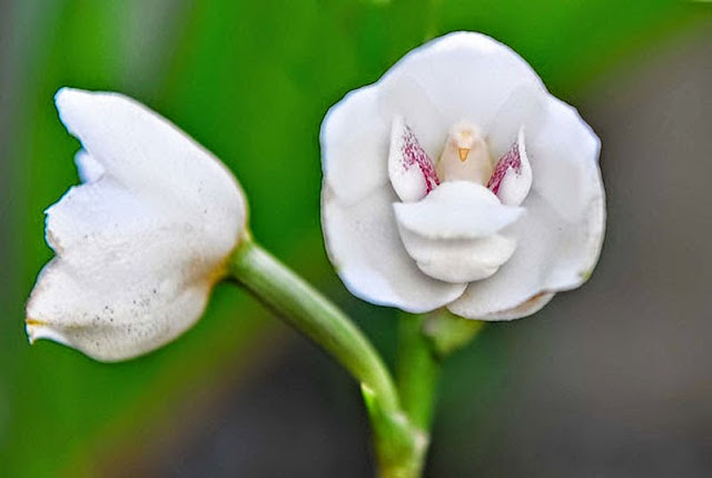 resemble flowers, orchid, Dove Orchid or Holy Ghost Orchid - eristeria Elata