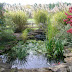 Garden Pond Ideas Pictures