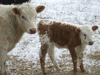 Cow and Calf Constantine Farm, Colonie, NY