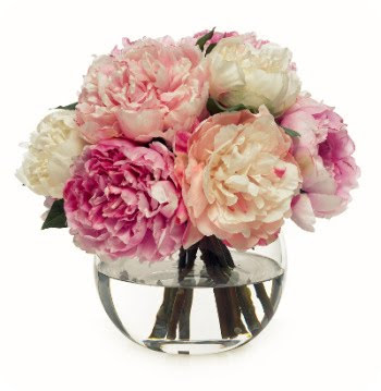 White light pink and fuschia peony in full bloom Photo credits