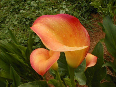 Calla Apricot