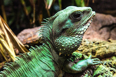 How to Start Your Exotic Collection with Reptiles