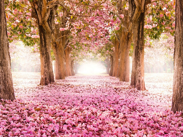 Nature 3D Cherry Blossom Wallpapers