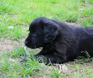 Flat Coated Retriever Puppies Picture