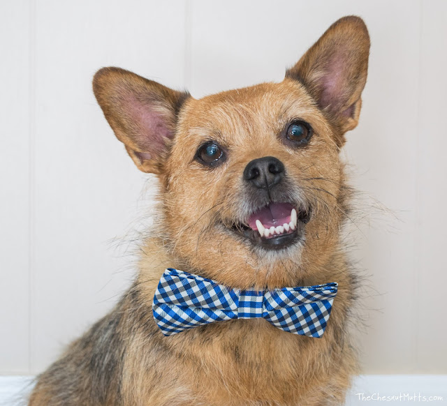 Jada the Chesnut Mutt with a bowtie