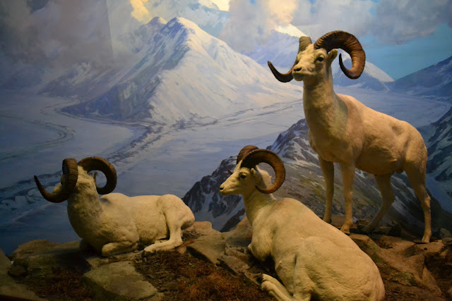 Барани Далля. Американський музей природознавства, Нью-Йорк(American Museum of Natural History, NYC)