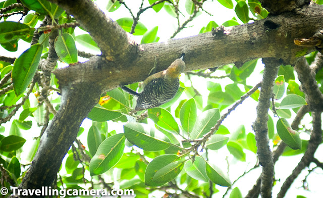 Continuing our encounter with the incredible birds of Costa Rica, in this third part of this series we are going to talk about some of the smaller birds we came across. These were smaller, but no less beautiful when compared with the Quetzals, Macaws, and Trogons. They are not as small as the hummingbirds, but are no less amazing. Hoffman's Woodpecker, Let's start first with the woodpeckers. Costa Rica has about 16 species of Woodpeckers, of which we saw three and were able to click just one. This also turned out to be the most common woodpecker to be spotted on Costa Rica - The Hoffman's Woodpecker. With its yellow nape and striped wings, this woodpecker is fairly easy to spot. We saw this woodpecker hard at work very close to our homestay in Monteverde. Rufous-Collared Sparrow, Sparrows, the next species we are going to talk about, are my personal favorite. In fact, back home in India, noisy and daring house sparrows are always welcome in my balcony. There are about 26 species of sparrows and finches in Costa Rica. We were fortunate to come across a few. The most remarkable was the Rufous-Collared Sparrow. This little bird has a white head with black stripes and a pronounced rufous stripe around the neck. Because of this striking coloration, these birds are easy to spot from a distance. Rufous-Collared Sparrow, These sparrows are found almost everywhere and aren't intimidated by human presence. It is as commonly sighted in suburban settings as in the urban ones, but is mostly missing from densely forested areas. They feed on seeds, fallen grain, insects, and spiders, and are friendly and versatile. Sooty Thrush, Coming to the thrushes, the Sooty Thrush was earlier known as the Sooty Robin. This bird has a brown body with a belly that is several shades lighter than the wings. It has orange beak, legs and a striking yellow or orange eye ring. With a length of about 25 cm, this is a medium-sized bird and is endemic to Costa Rica and Panama. It feeds on spiders and insects and also on small fruit. preferring to hop around in open areas, this bird is quite easy to spot in Costa Rica. Sooty Thrush, Sooty Thrush's relative, the Clay-Colored Thrush (locally known as yigüirro), is the national bird of Costa Rica. We did see this bird, but it was at a distance and we were not able to click it. The bird is slightly smaller than the Sooty Thrush and is unremarkable in appearance. This makes one wonder why a country which is as blessed as Costa Rica, when it comes gorgeous birds, would choose such a plain looking bird as its national symbol. Indeed, when it comes to prettiness, the clay-colored thrush looks plain when compared to the Resplendent Quetzal, Orange-bellied Trogon, or the Scarlet Macaw. What makes it special though is its beautiful song, which can be heard even in urban settings, at the start of the rainy season. Cape May Warbler, A Cape May Warbler was spotted foraging in the undergrowth near the crater of Irazu Volcano. This bird is a rare migrant in Costa Rica and if indeed I have identified the bird correctly then this is one of our most precious photographs from Costa Rica. If this is a Cape May Warbler then it is either a juvenile male or an adult female. The adult male has a striking green back, tiger-like stripes on the chest and a very prominent chestnut cheek patch. It feeds on caterpillars and is also known to sip nectar from flowers or even from hummingbird feeders. Blue-Gray Tanager, Speaking of Tanagers, we were lucky enough to spot three different varieties of these beautiful birds. The one that was easiest to spot was the blue-gray tanager, which we spotted on our way to Jaco beach and also in Monteverde. This bird is one of the prettiest we saw in Costa Rica. I especially loved its icy blue coloration. The bird is usually found in pairs or small flocks and feeds mainly on ripe fruit. However, it is also known to consume insects and nectar. Blue-Gray Tanager, These birds like to nest in semi-open areas and are usually not found in dense forests. They are known to live in parks, forest edges, on roadside trees, and along the rivers. This versatile bird is bold and does not hesitate in nesting close to human population. Spangle-Cheeked Tanager, A remarkable medium-sized bird, the spangle-cheeked tanager is a resident-breeder in Costa Rica. It is usually found in the highlands - at the edge of forests and in semi-open areas. It is usually found in pairs or even in mixed-family feeding flocks. It has dark head, throat, and upperparts. There is a blue-scaling on the breast and wings and tail has blue edging. Its belly is mostly rufous. It feeds on small fruit and also on insects and spiders. Both male and female are quite similar but the blue scaling in males is more pronounced that that in the females. Sooty-capped Bush Tanager, Another resident breeder in Costa Rica, the Sooty-Capped Bush Tanager has a gray head and yellow or olive upperparts and body. The belly is mostly white. Like the Blue-Gray Tanager and the Spangle-cheeked tanager, the sooty-capped bush tanager also likes to live in clearings close to the forests. They are found in mossy mountain forests and likes to feed on small fruit, insects, and spiders. They are often found in small groups or in mixed-species feeding flocks. Tropical Kingbird, The Tropical Kingbird is a kind of tyrant flycatcher that can often be found perched on tree tops and electric cables watching out for possible prey. Once it spots a tasty-looking insect, the kingbird executes stupendous acrobatics to catch the unsuspecting insect. The bird has gray head with a dark eye mask. Its wings and forked tail are brown. Fiercely territorial in nature, the Tropical Kingbird is known for valiantly defending its territory against much larger intruders, such as toucans. Blue-and-white Swallow, The Blue-and-White Swallow can often be seen perched on electric cables. Often seen in small groups, the bird survives mostly on a diet of insects that it catches mid-air. The birds can be seen flying at high speeds and taking sharp turns to catch insects. The bird is identifiable because of its dark blue upperparts, a white neck and belly, and a forked tail. This is one species that has benefited because of deforestation, as it has led to an increase in the suitable habitat. Orange-fronted Parakeet, We spotted orange-fronted parakeets in Monteverde town. This was a large flock with close to 50 birds. This is not surprising because these parakeets are known to stay in large flocks, some as large as 100 birds. These parakeets are easily recognizable because of its blue crown, blue wings and a blue tail tip. It has an orange forehead and a bright yellow ring around the eye. The bird feeds on seeds, flowers, and fruits. Though the bird is not yet endangered, its numbers have gone down because of illegal pet trade. Great Kiskadees having a discussion mid-air, Boisterous and fearless, the Great Kiskadee is a tyrant flycatcher and can easily be spotted in various parts of Costa Rica. We saw it near Irazu Volcano and also in Monteverde. This is a large flycatcher, but is easily confused with lookalikes such as the social flycatcher and the boat-billed flycatcher. It is distinguishable because of a hint of red in its wings. Great Kiskadee, The Great Kiskadee is so named because of its call, which goes "Kis-ka-dee", and is at times abbreviated to "Kis-ka". The birds are almost never silent, so if they are around, you are unlikely to miss them. Though the Great Kiskadee is a flycatcher, it feeds on a variety of food - insects, rodents, fruits. These birds are monogamous and territorial. White-naped Brush Finch, The last bird we will talk about in this post is the white-naped brush finch. The finch is identifiable by the yellow patch on its throat and a white line in the middle of its head. Its belly is gray or white and in some subspecies, it may also be yellow. It forages on the ground, in the undergrowth, and is often seen in small family groups. We will talk about a few more birds we came across in Costa Rica in the last post in this series. Stay tuned.